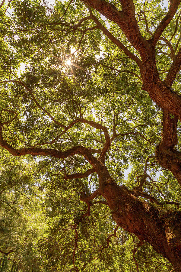 Angel Oak 2 Photograph by Cindy Robinson