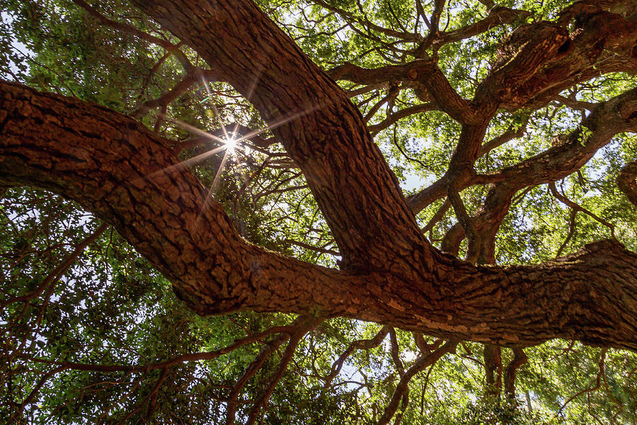 Angel Oak 3 Photograph by Cindy Robinson