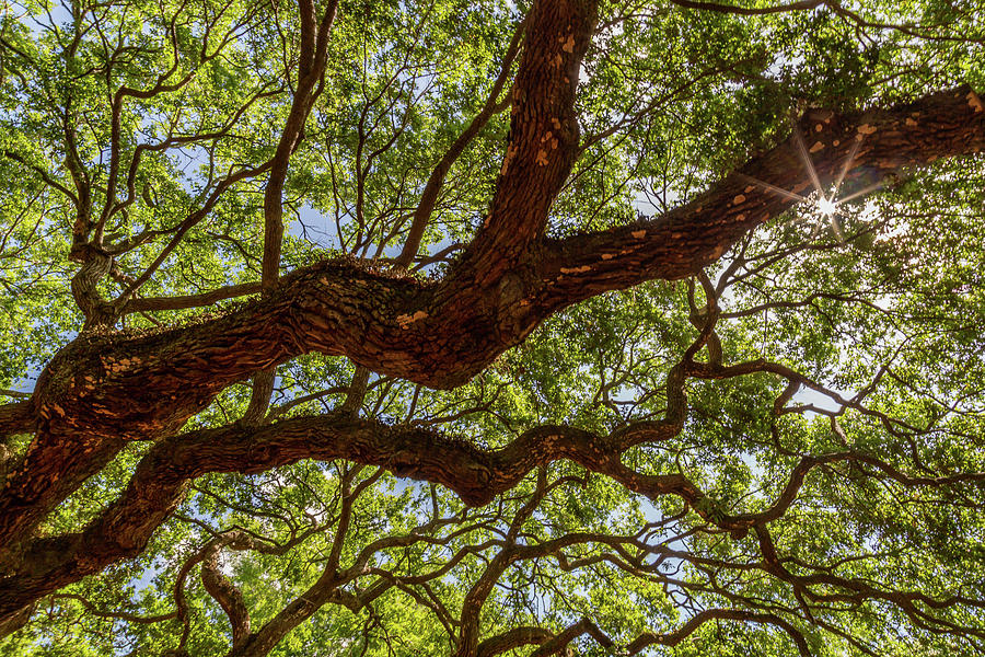 Angel Oak 4 Photograph by Cindy Robinson