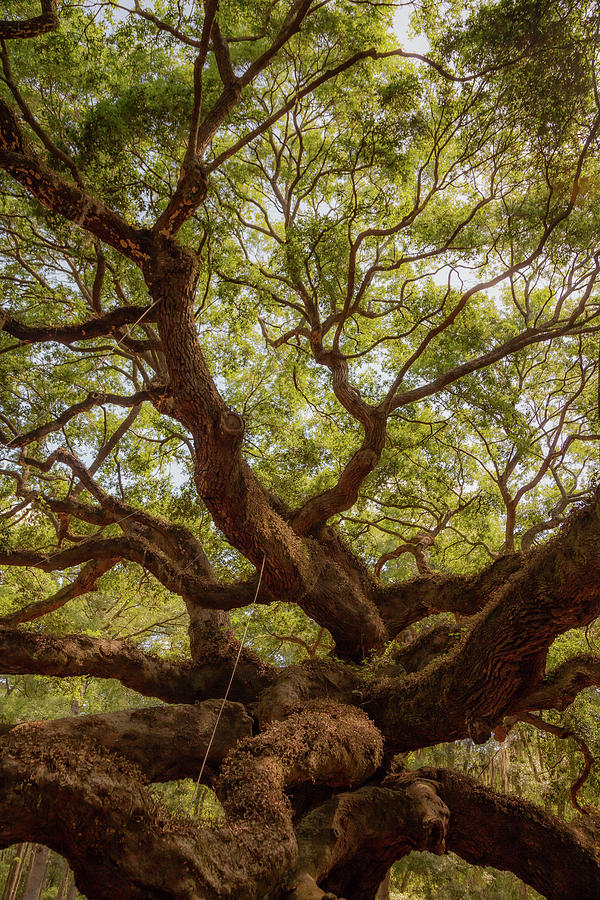 Angel Oak 5 Photograph by Cindy Robinson