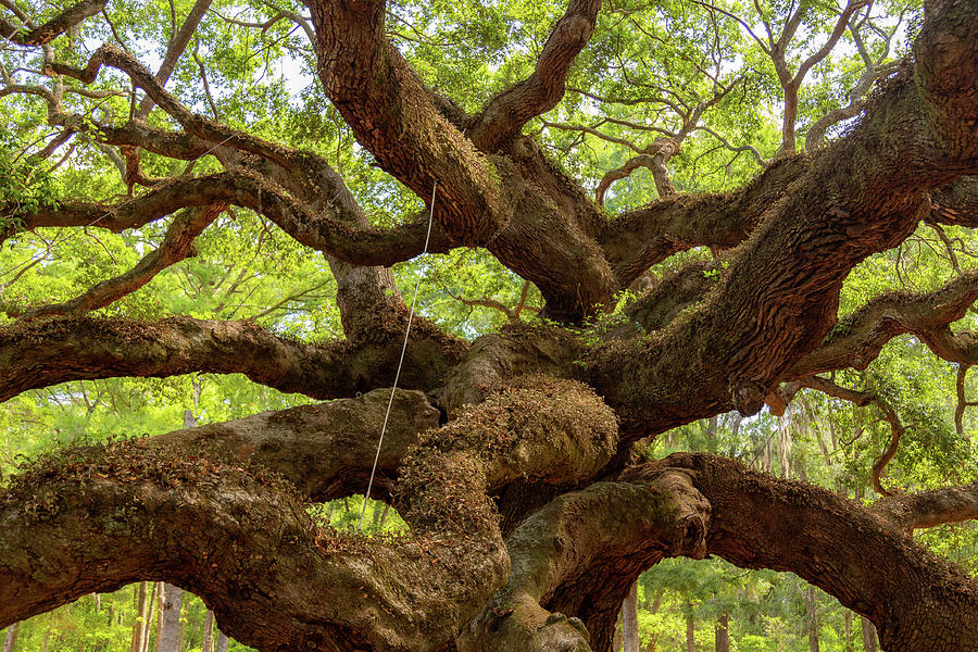 Angel Oak 6 Photograph by Cindy Robinson