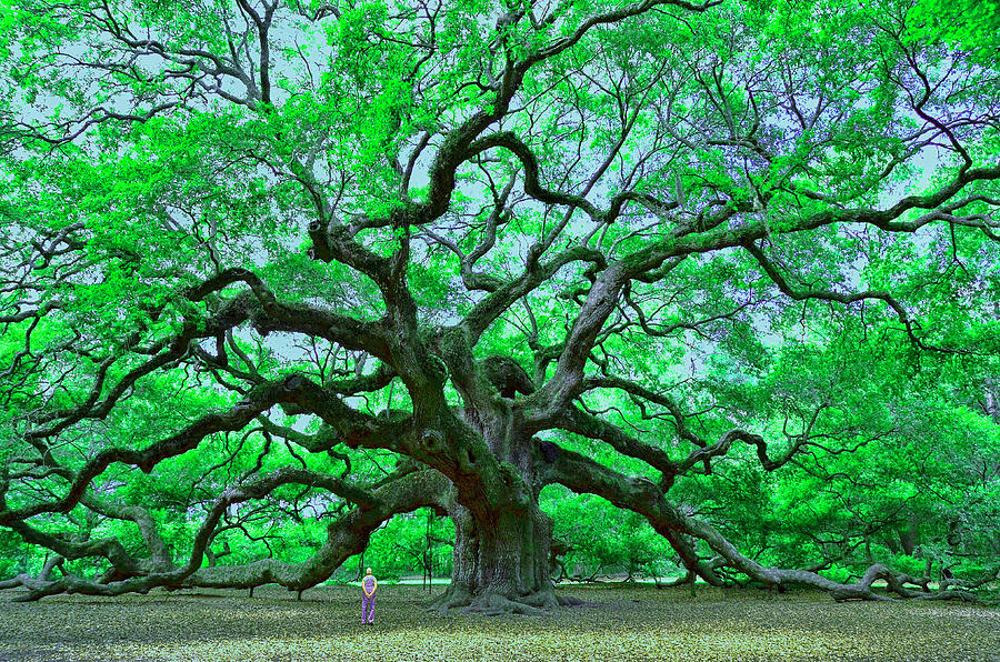 Angel Oak Photograph by Allen Beatty