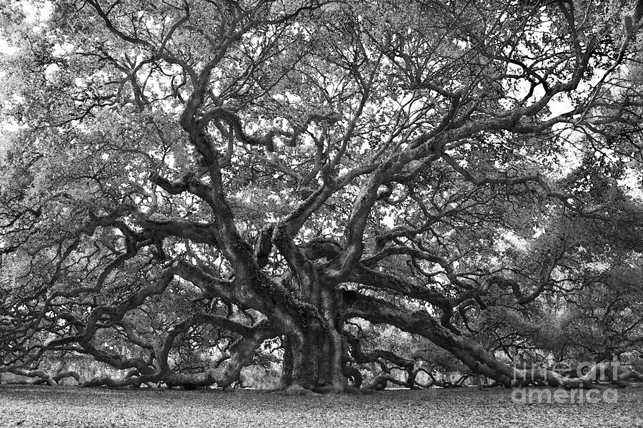 Angel Oak, Black And White Photograph