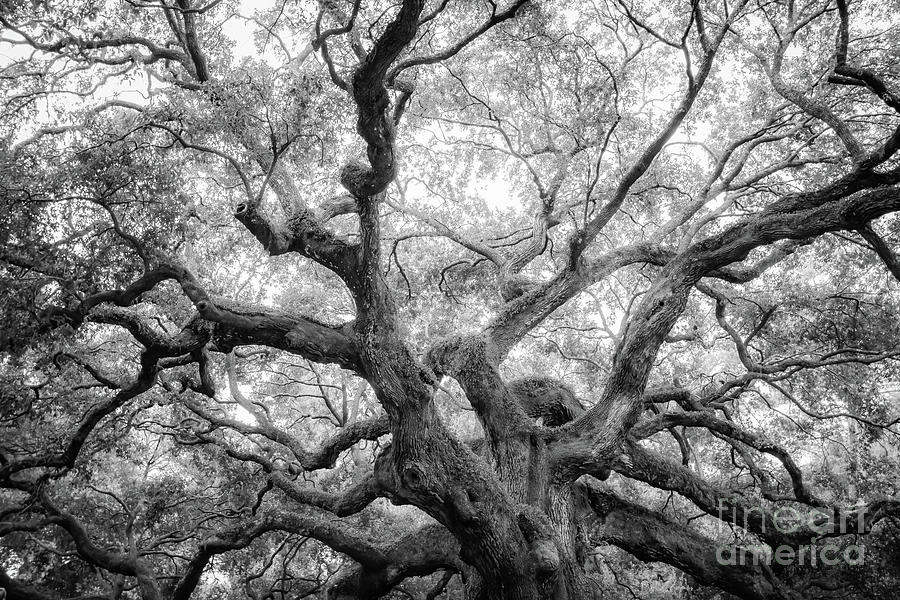 Angel Oak Branches Photograph by Amy Curtis