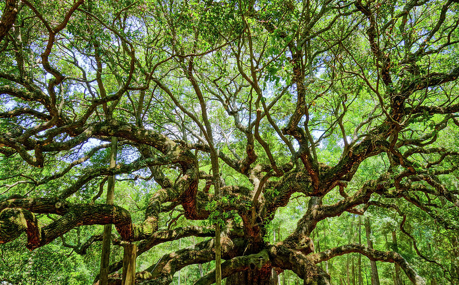 Nature Photograph - Angel Oak Branches by Dan Sproul