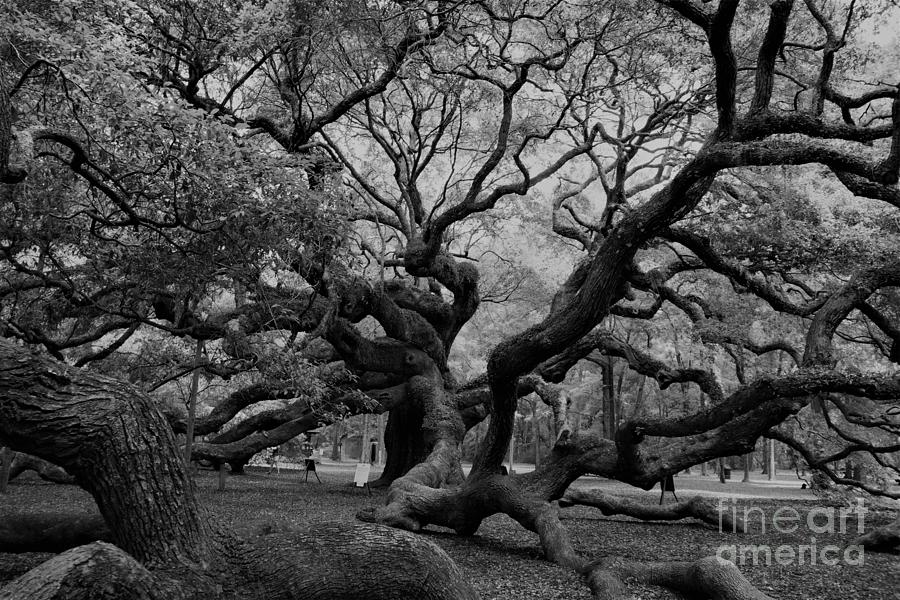 Angel Oak BW Photograph by Groover Studios
