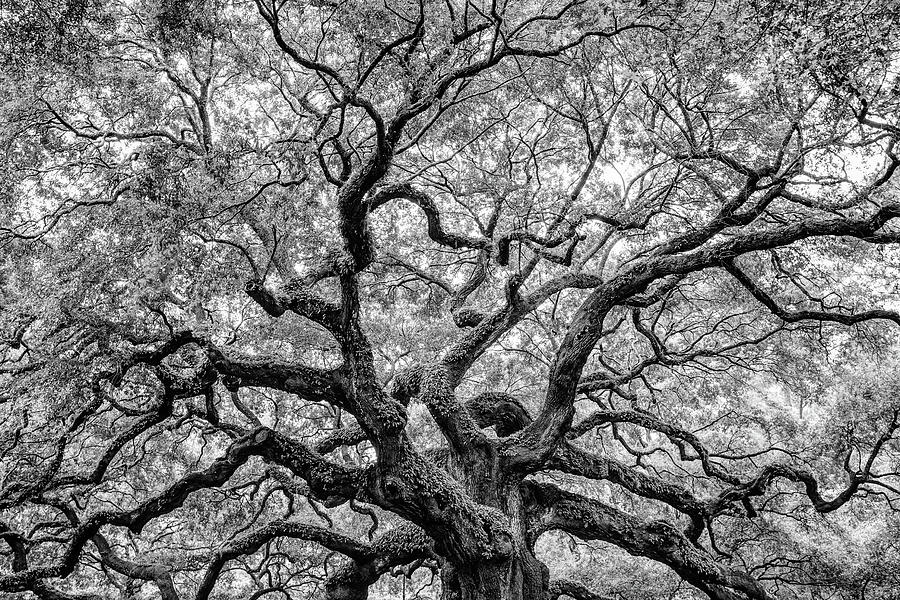 Angel Oak Canopy, Johns Island, South Carolina Photograph by Dawna Moore Photography