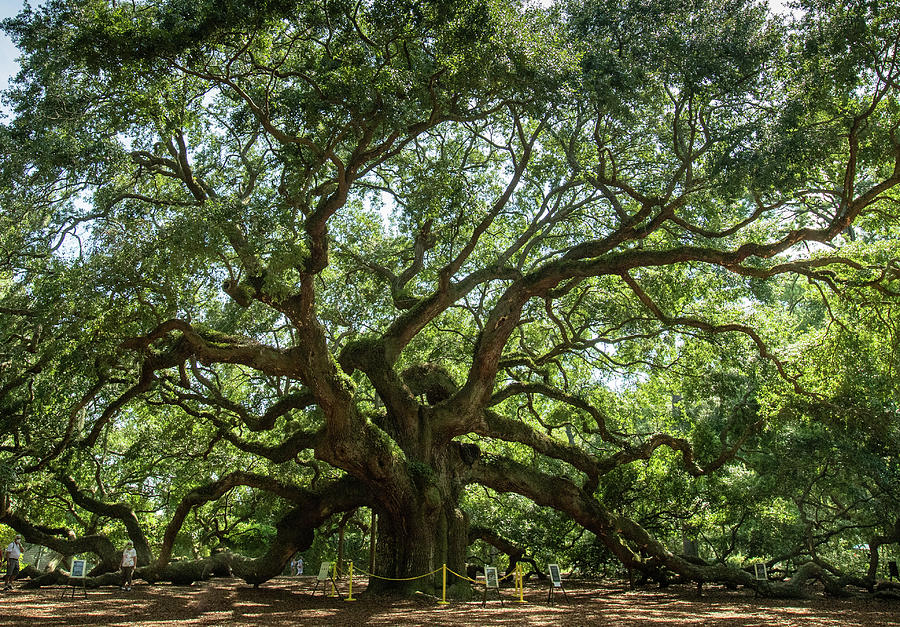 Angel Oak Photograph by Chris Berrier