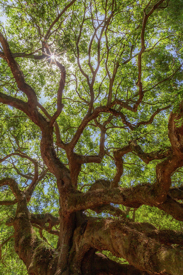 Angel Oak Photograph by Cindy Robinson