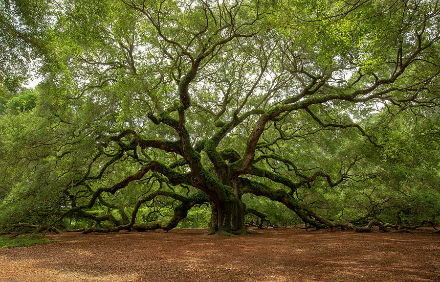 The Angel Oak Photograph by Doug McPherson