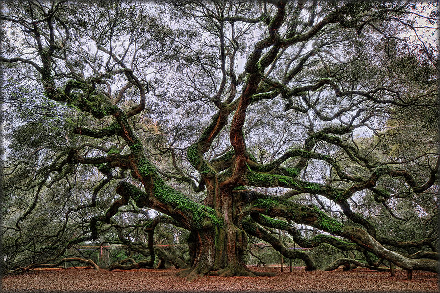 Angel Oak Photograph by Erika Fawcett