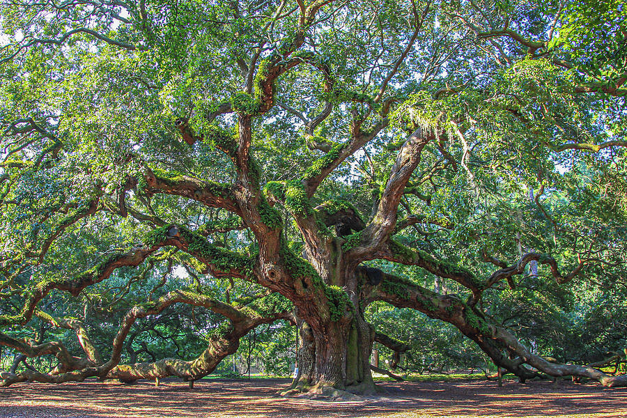 Angel Oak Photograph by Gary Poteat | Fine Art America