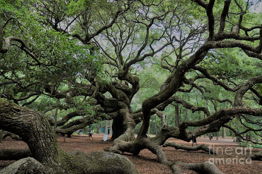 Angel Oak #5 Photograph by Groover Studios