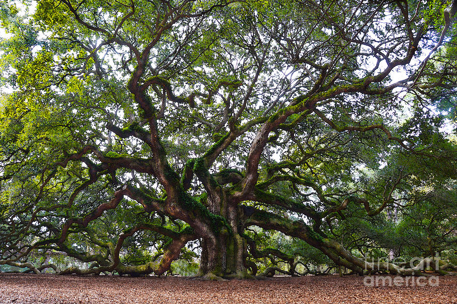 Angel Oak in South Carolina Photograph by Catherine Sherman