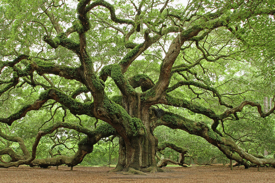 Angel Oak Photograph by Klh Images - Pixels