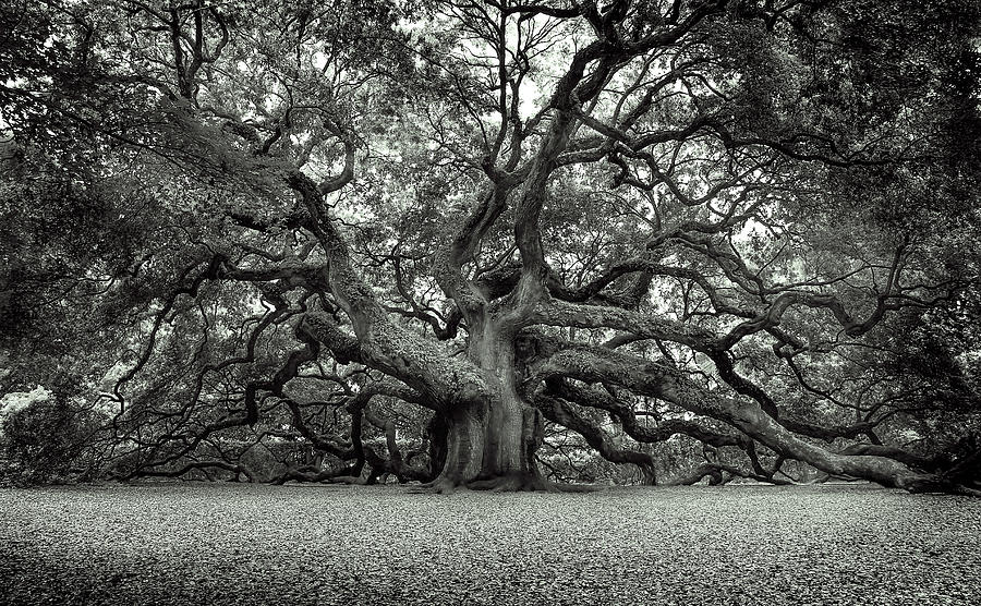 Angel Oak Photograph - Angel Oak  by Magda Bognar