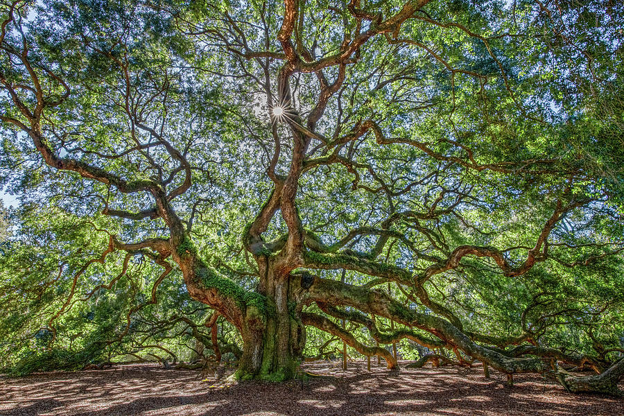 Angel Oak Magic Photograph by Marcy Wielfaert