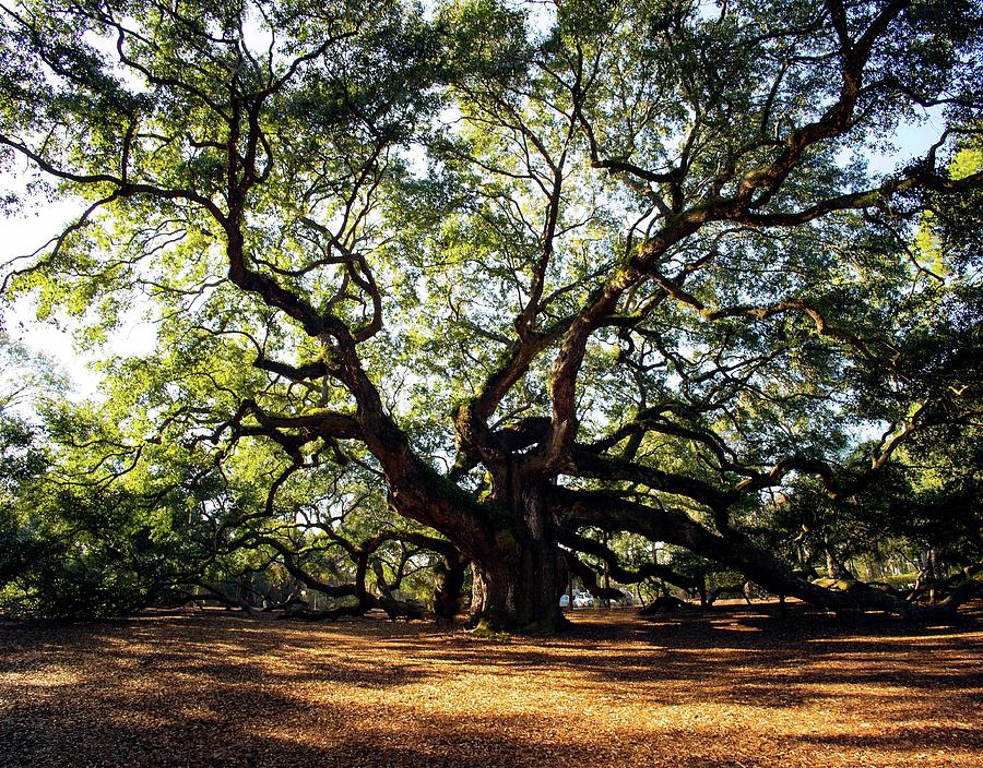 Angel Oak Photograph by Nian Chen - Fine Art America