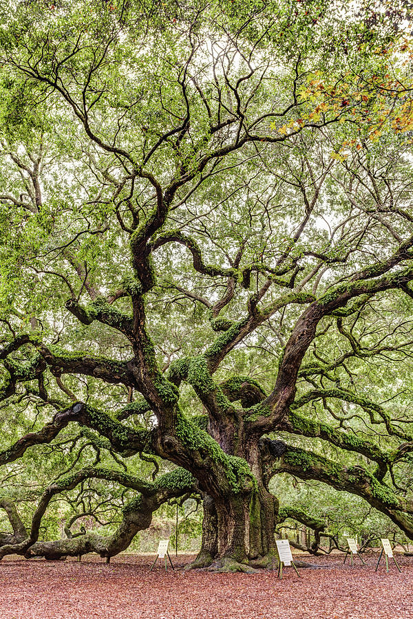 Nature Photograph - Angel Oak on Johns Island near Charleston, South Carolina by Dawna Moore Photography