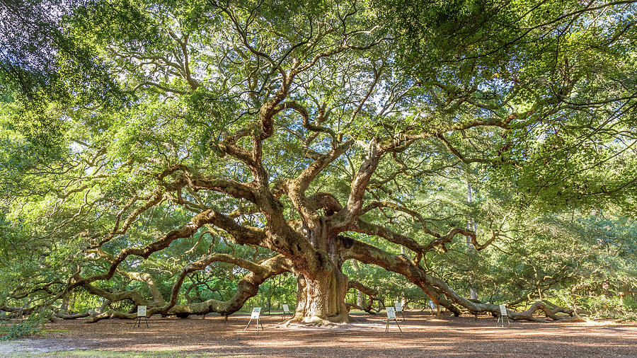 Angel Oak  Photograph by Pierre Leclerc Photography