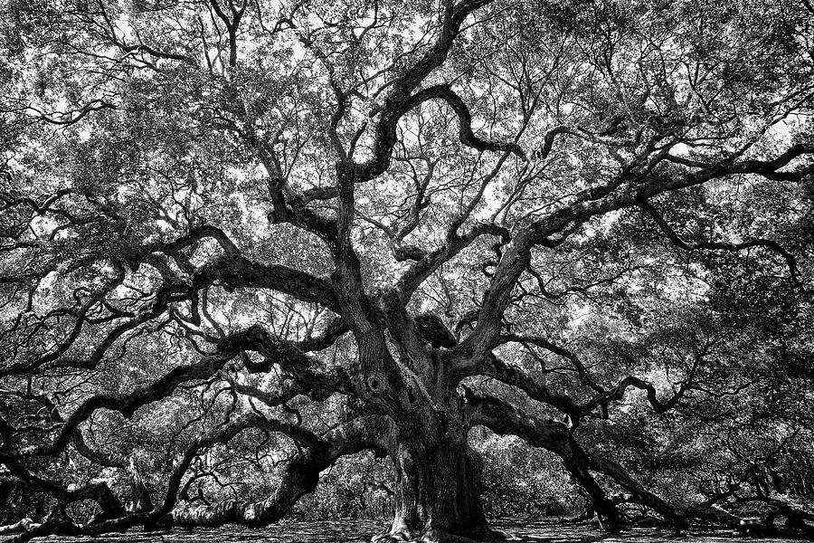 Angel Oak Photograph by Renee Sullivan