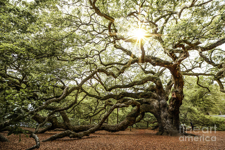 Angel Photograph - Angel Oak by Stacey Granger