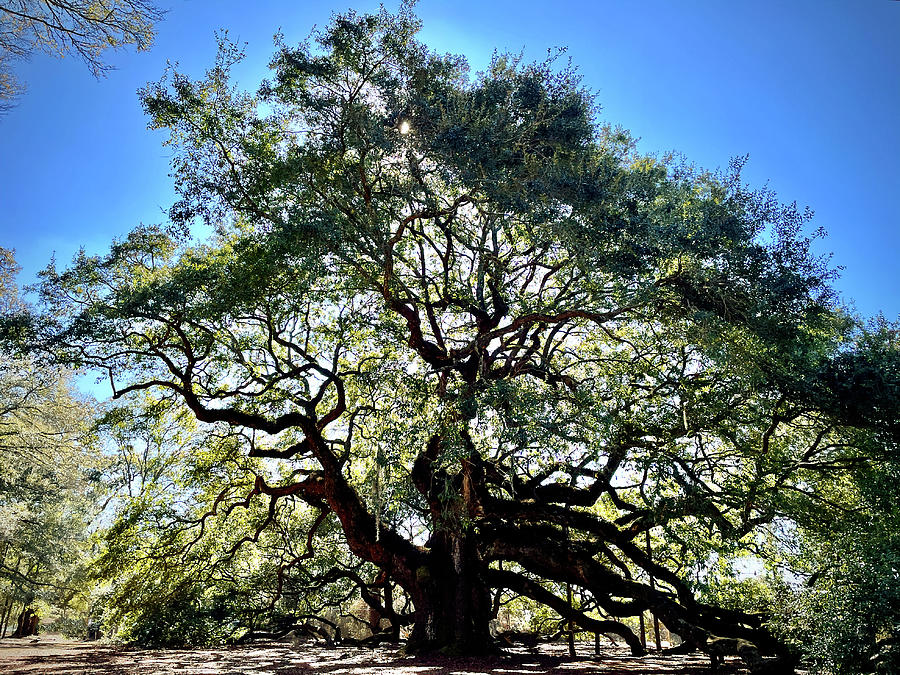 Angel Oak Sunny Glow, Charleston, SC Photograph by Bill Swartwout