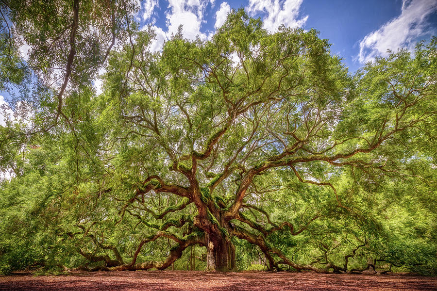 Angel Oak Tree Photograph by Alexander Philip - Fine Art America