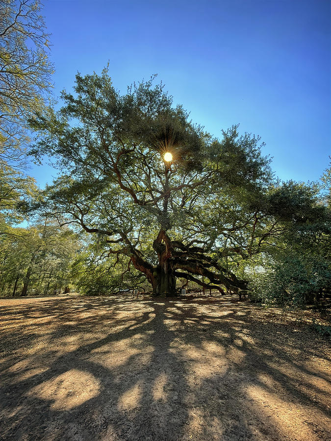 Angel Oak Tree Casting Shadows Photograph by Bill Swartwout