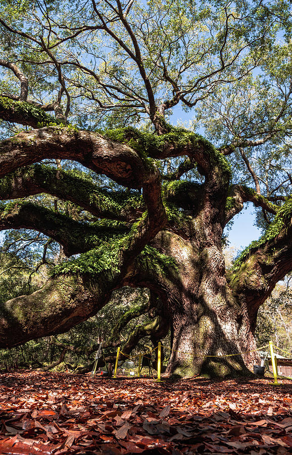 Angel Oak Tree Photograph by Dimitry Papkov