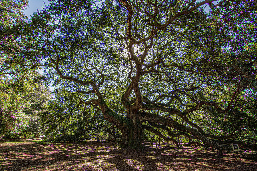 Angel Oak Tree Photograph by Douglas Wielfaert