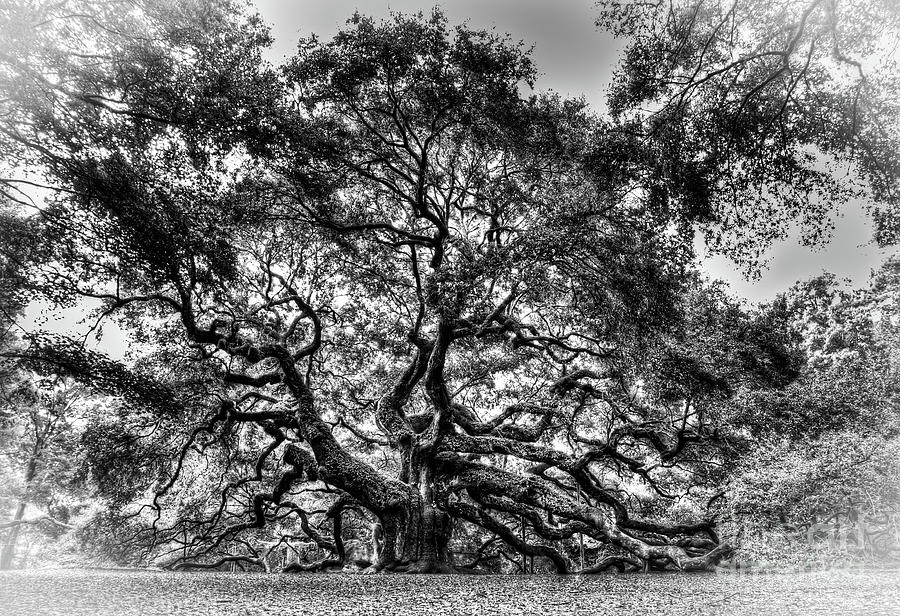 Angel Oak Tree III Photograph by Douglas Stucky