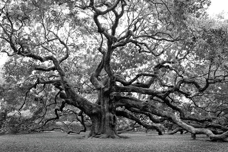 Nature Photograph - Angel Oak Tree by Jean Haynes