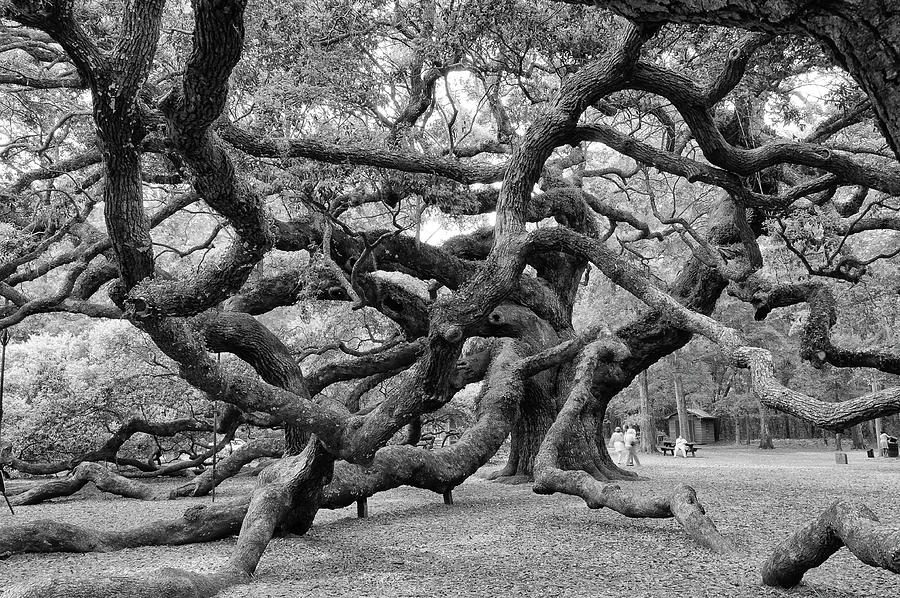 Angel Oak Tree Photograph by Louis Dallara