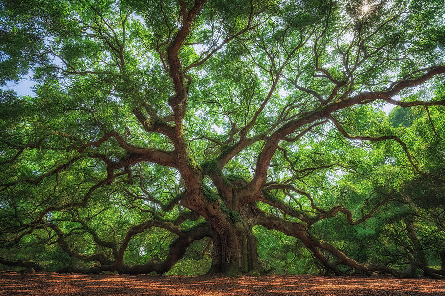 Angel Oak Tree Photograph by Martin Podt - Pixels