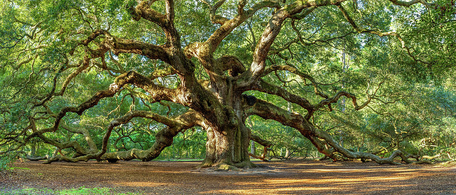 Angel Oak Tree of Life #1 Panoramic Photograph by Pierre Leclerc Photography