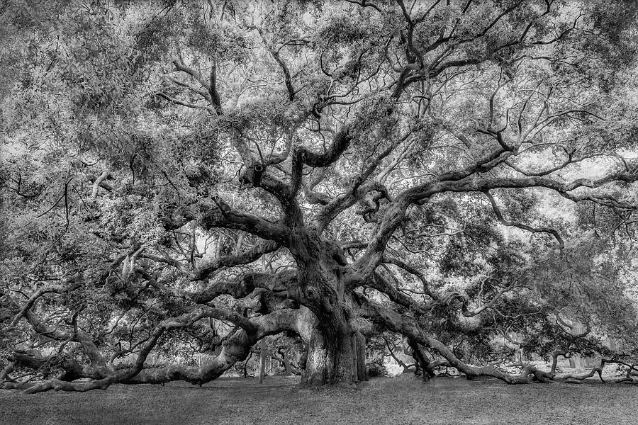 Angel Oak Tree Of Life BW Photograph by Susan Candelario