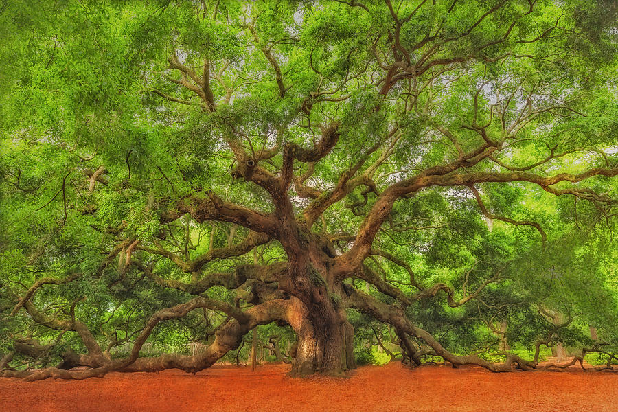 Angel Oak Tree Of Life SC Photograph by Susan Candelario