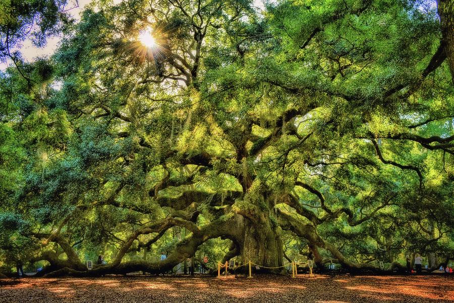 Angel Oak Tree Photograph by Sherry Kuhlkin