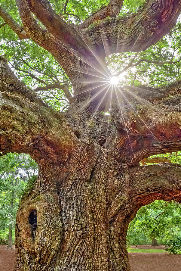Angel Oak Tree Star SC Photograph by Susan Candelario