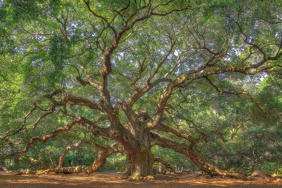 Angel Oak Tree Photograph by Steve Rich