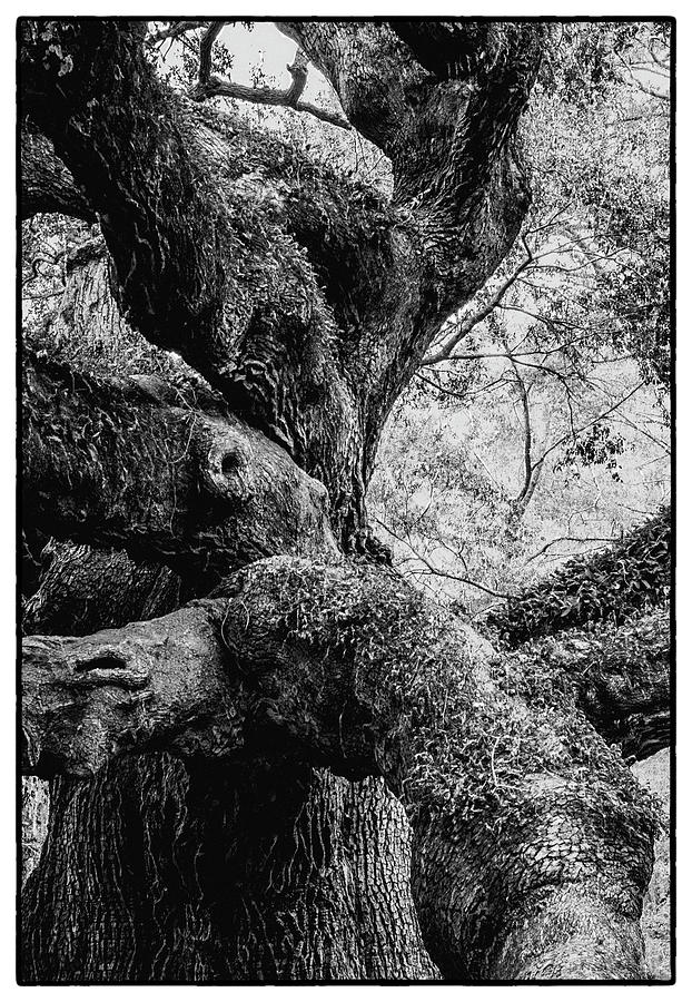 Angel Oak Trunk Photograph by Norma Brandsberg