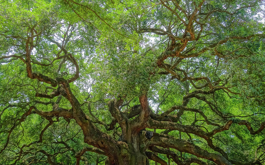 Angel Oak Wide Angle Photograph by Dan Sproul
