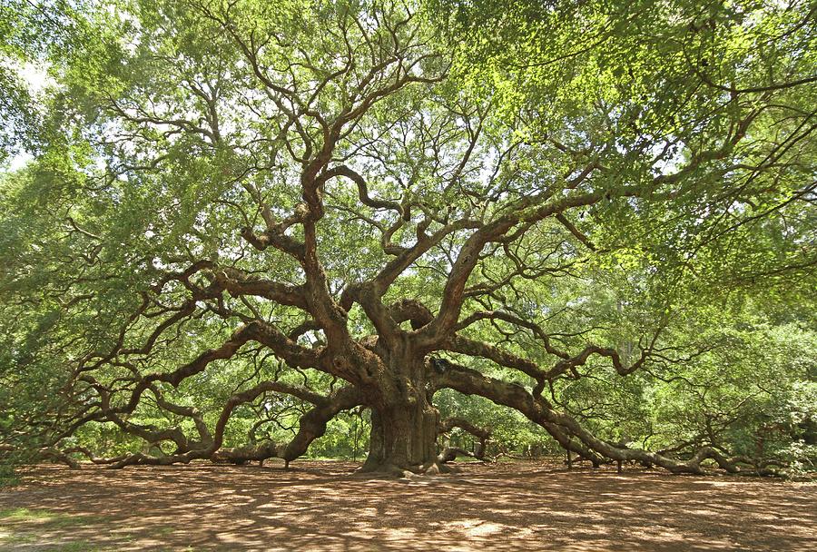 Angel Oak - wide angle Photograph by Klh Images - Fine Art America