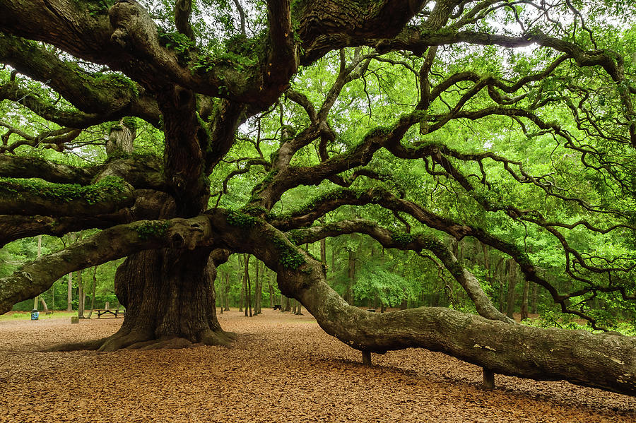 Angel Oak's tree Longest branch Photograph by Louis Dallara - Fine Art ...