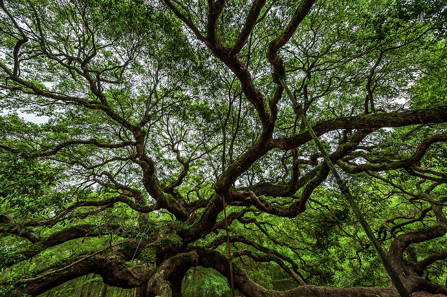 Angel Oaks Trees Massive Limbs Photograph by Louis Dallara
