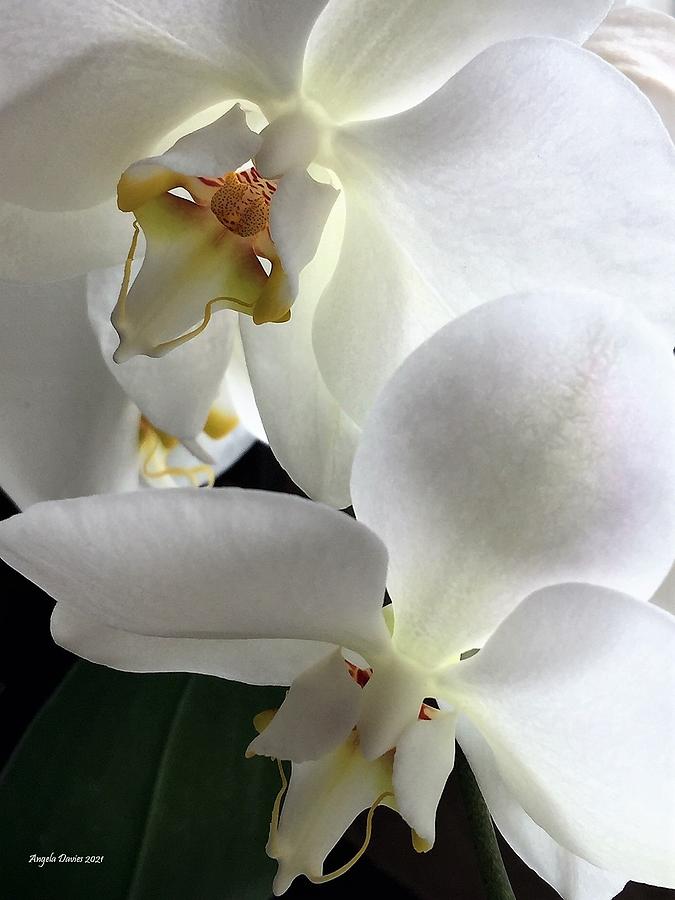 Angel Orchid Photograph by Angela Davies