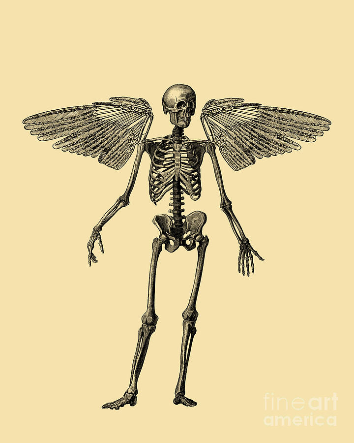 Halloween Digital Art - Angel Skeleton by Madame Memento
