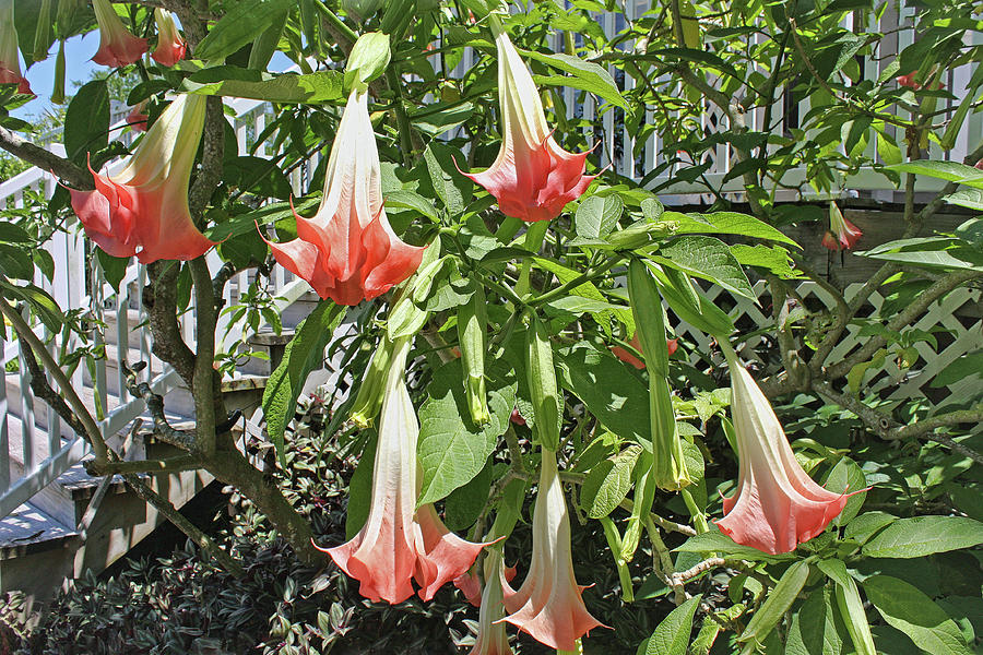 white trumpet flower drug