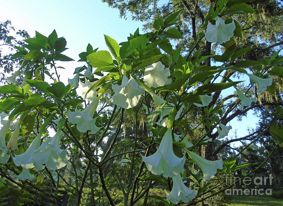 Angel Trumpet Plant Photograph by D Hackett